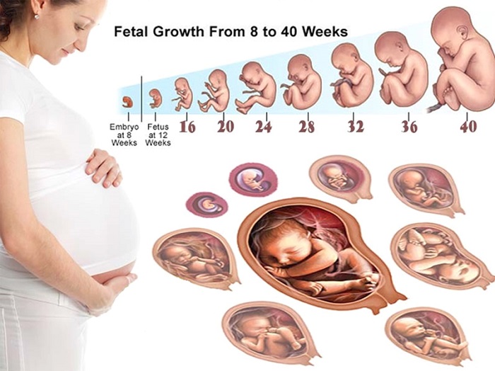 tam cá nguyệt - Những giai đoạn của thai kì