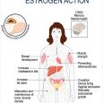 Estrogen quan trọng thế nào đối với cơ thể?